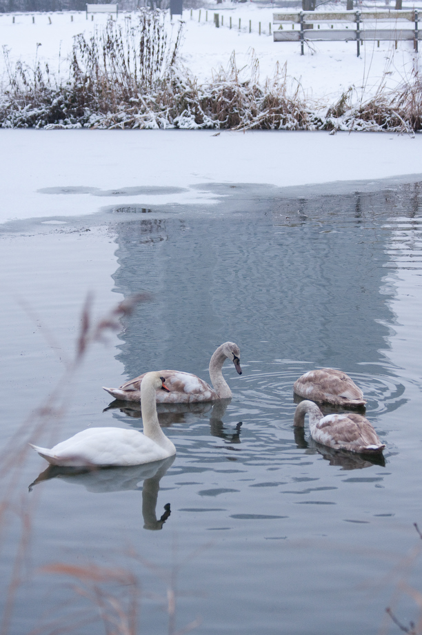 winterzwanen-1
