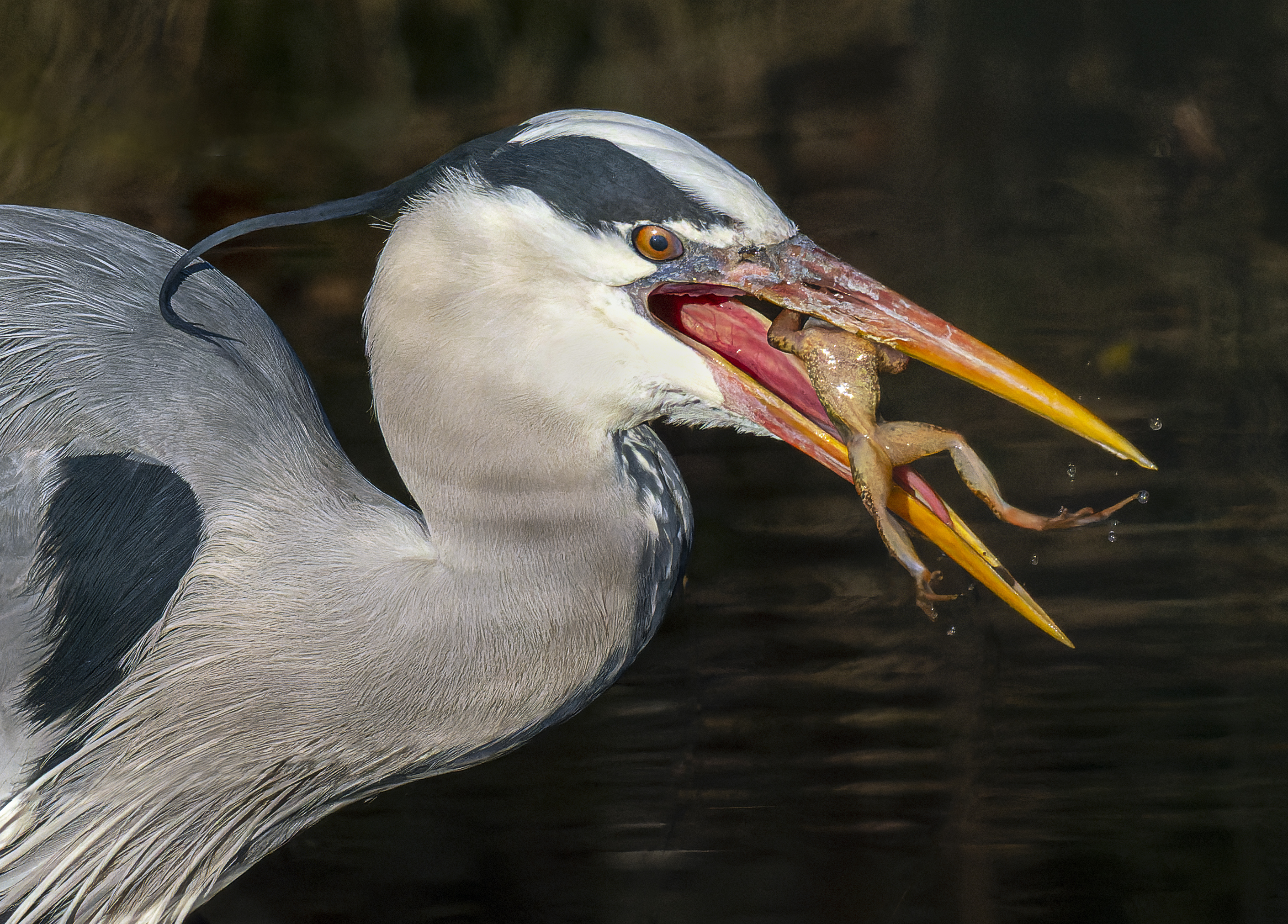 blauwe-reiger-die-een-kikker-eet