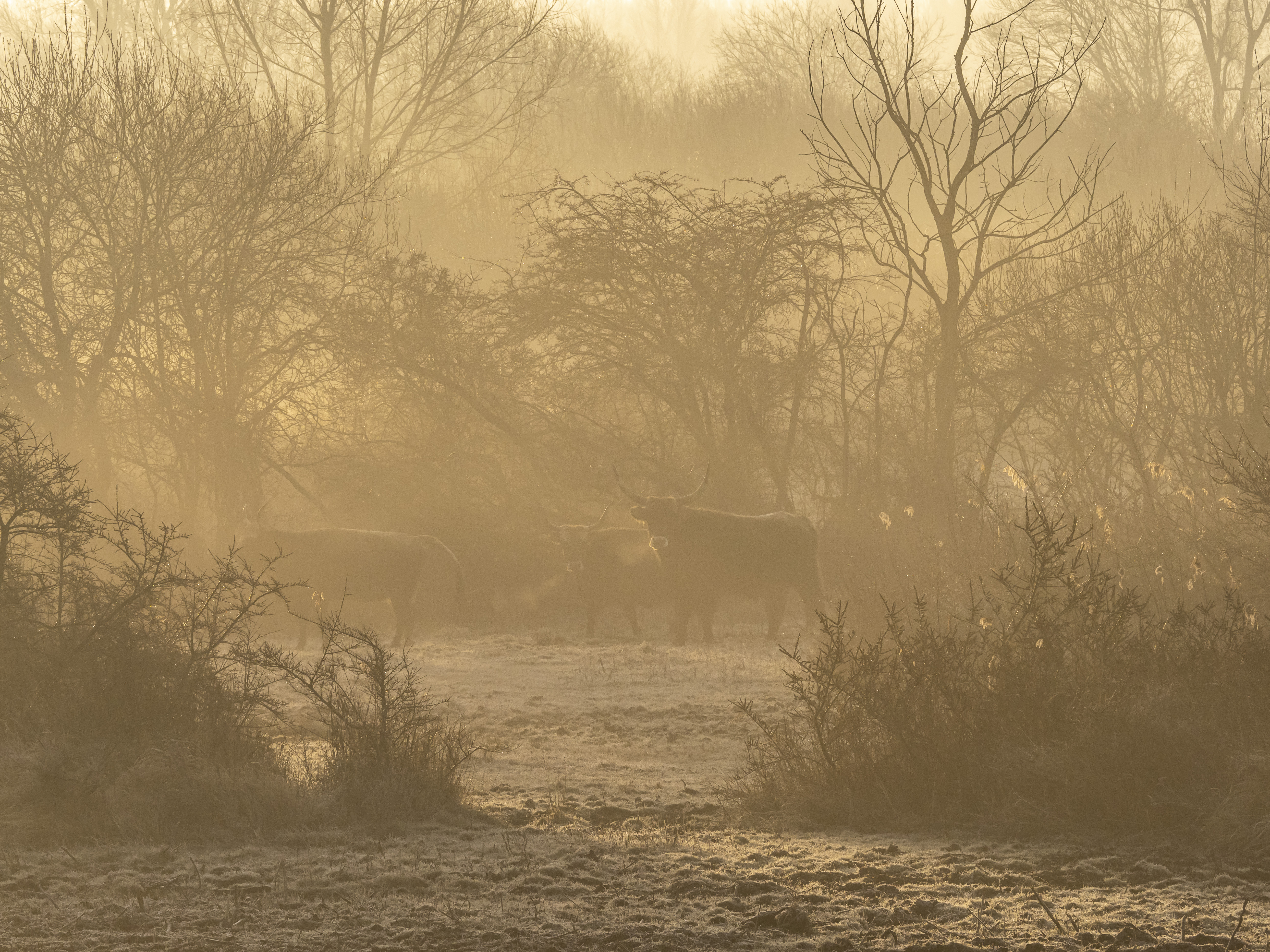 heckrunderen-in-het-ochtend-licht