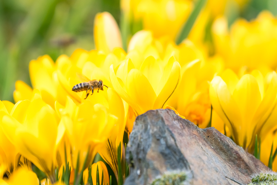 bijtjes-volop-aan-het-werk
