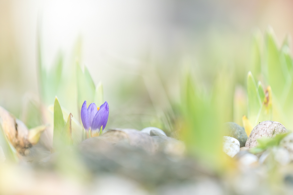 krokussen-zijn-al-volop-aan-het-bloeien