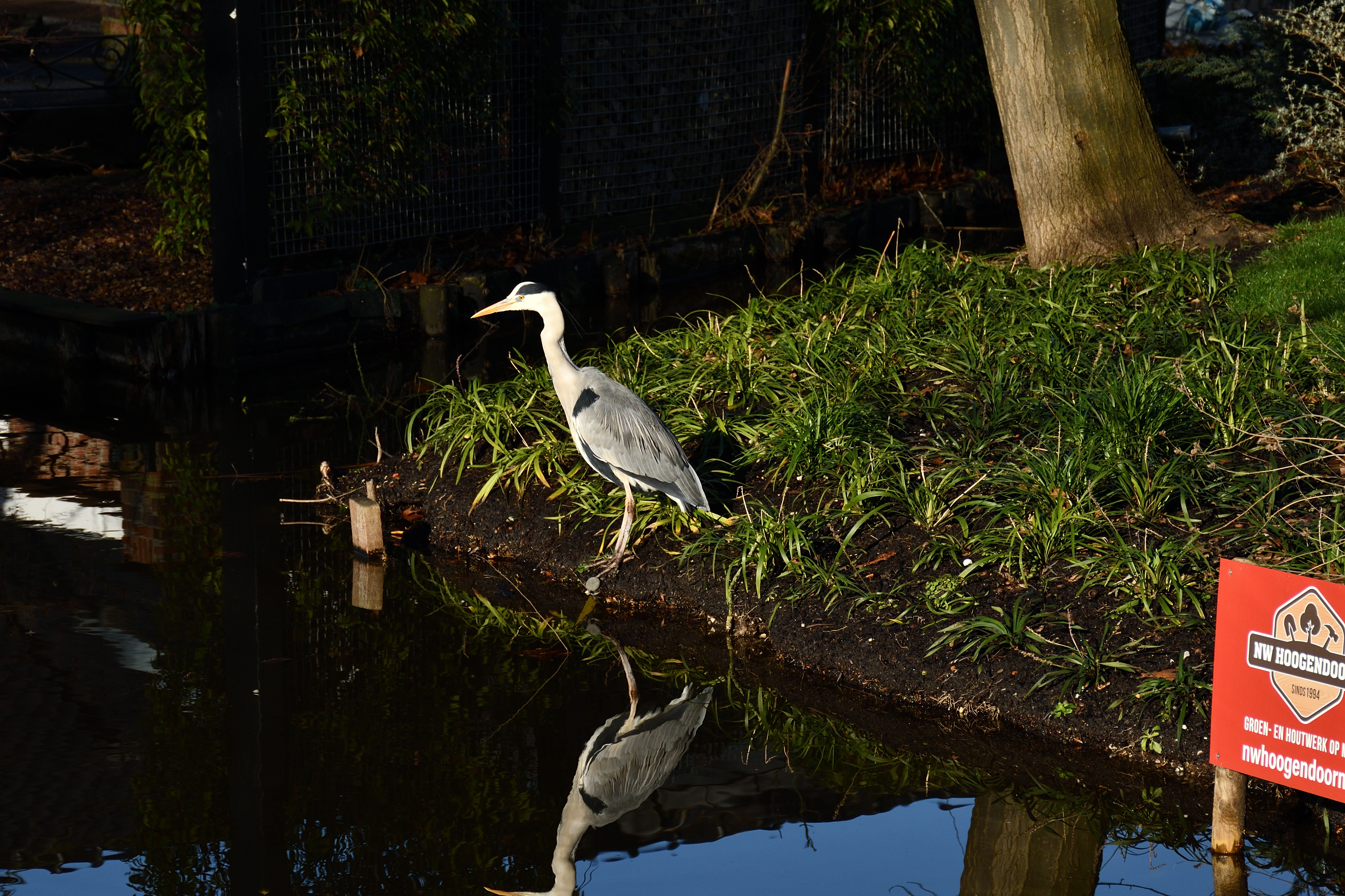 reiger