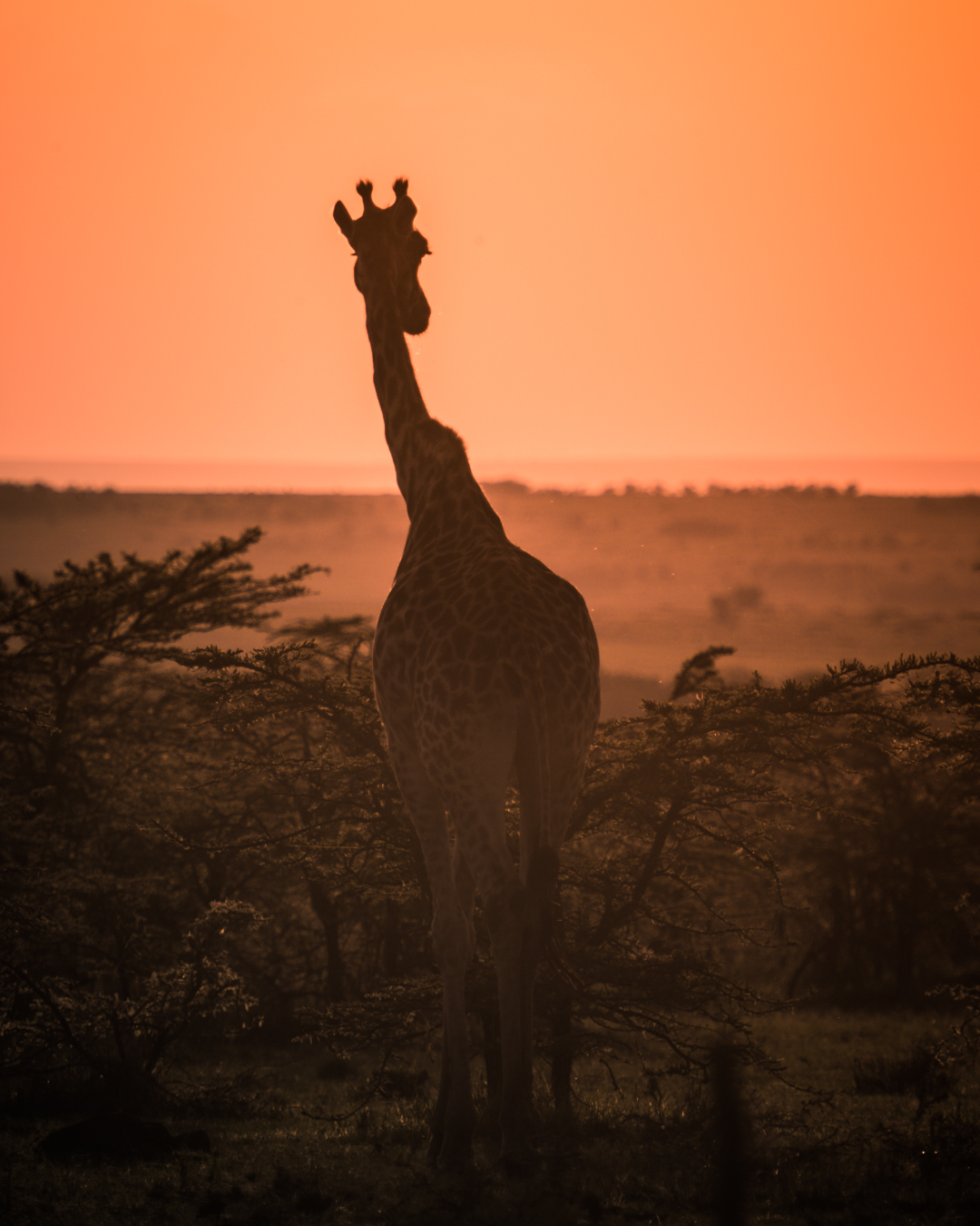 giraffe-walking-into-the-sunset