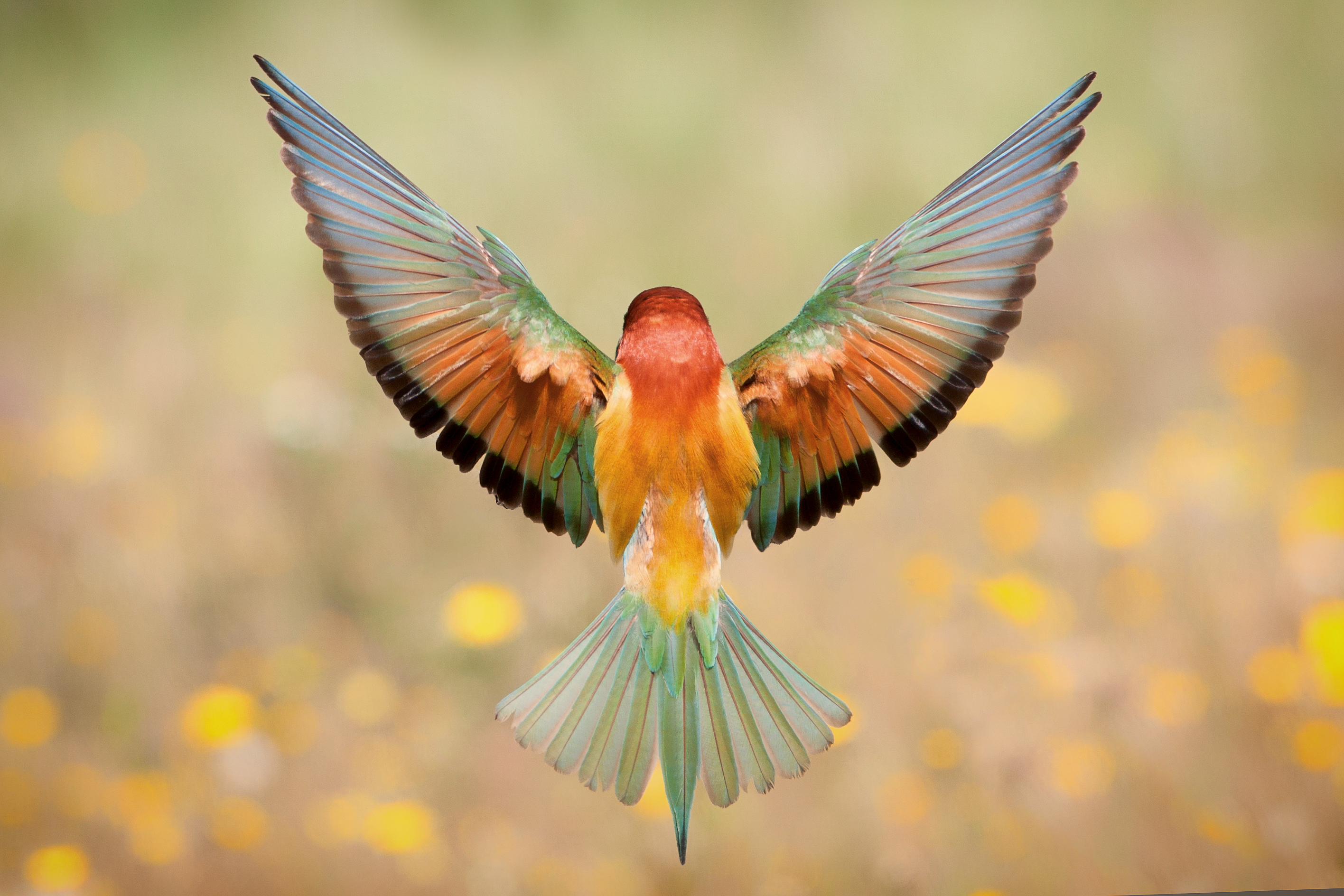 stem-nu-voor-de-wnf-frans-lanting-photo-award-publieksprijs