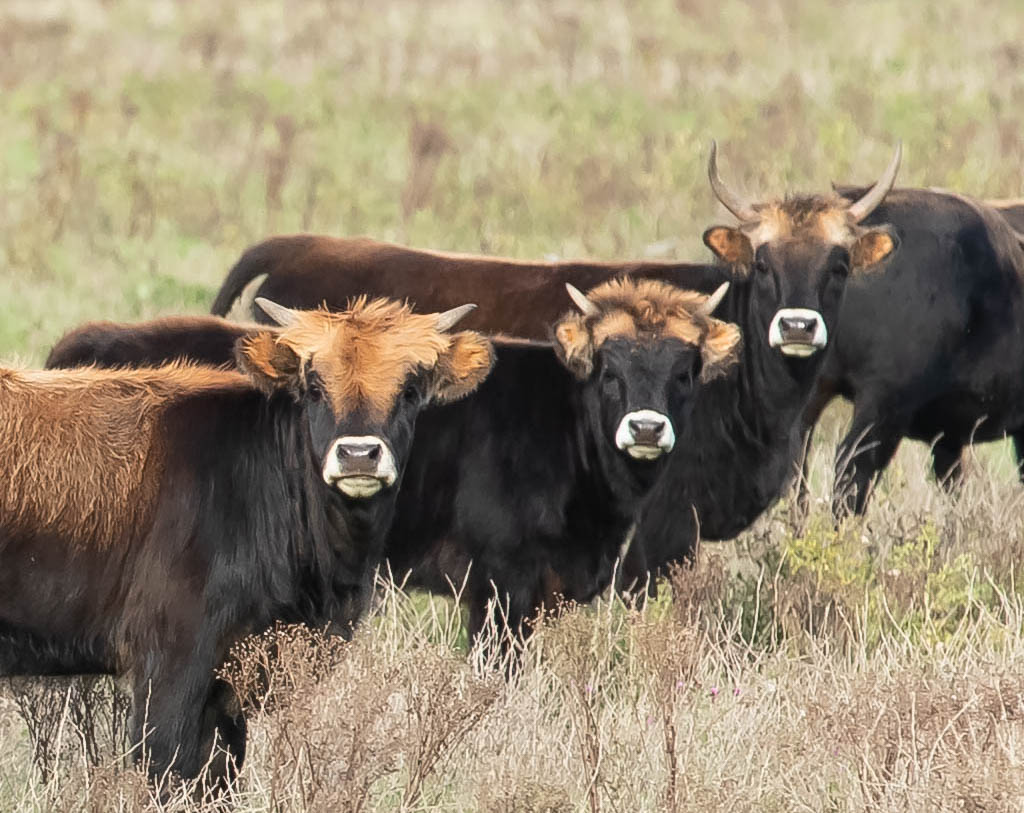 heckies-bij-oostvaardersplassen