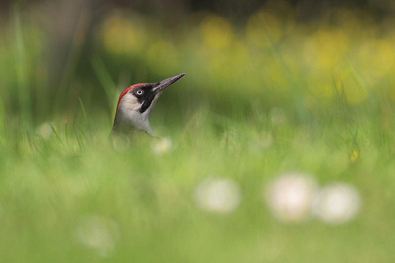 winnaar-fotowedstrijd-voorjaar-over-de-winnende-foto