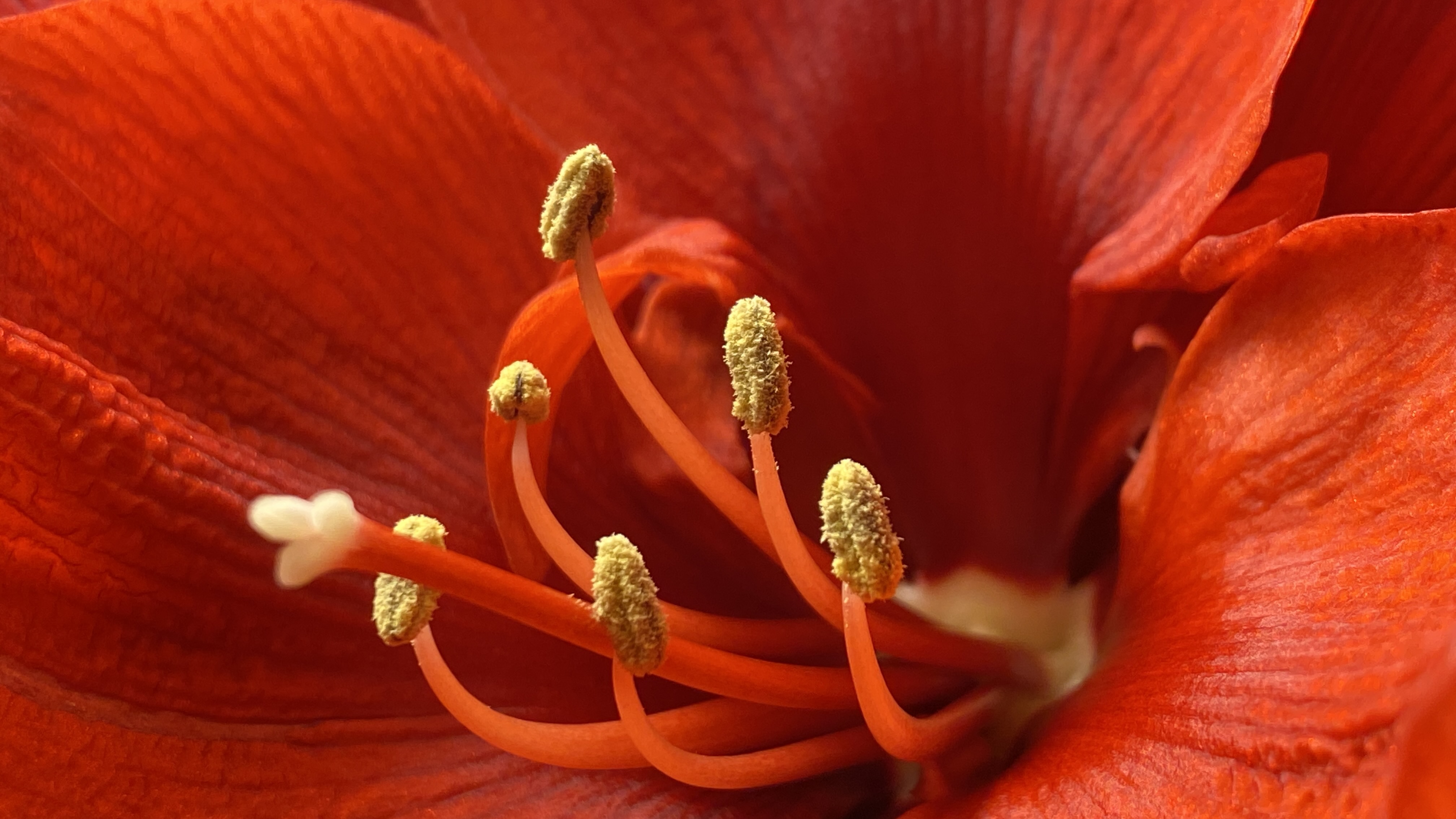 amaryllis-1