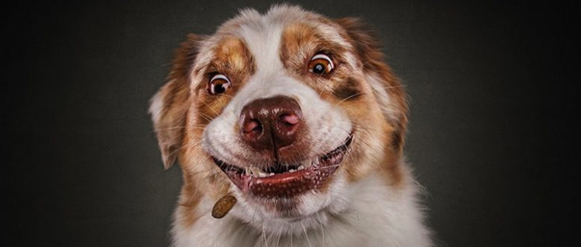 hilarische-honden-vangen-koekjes