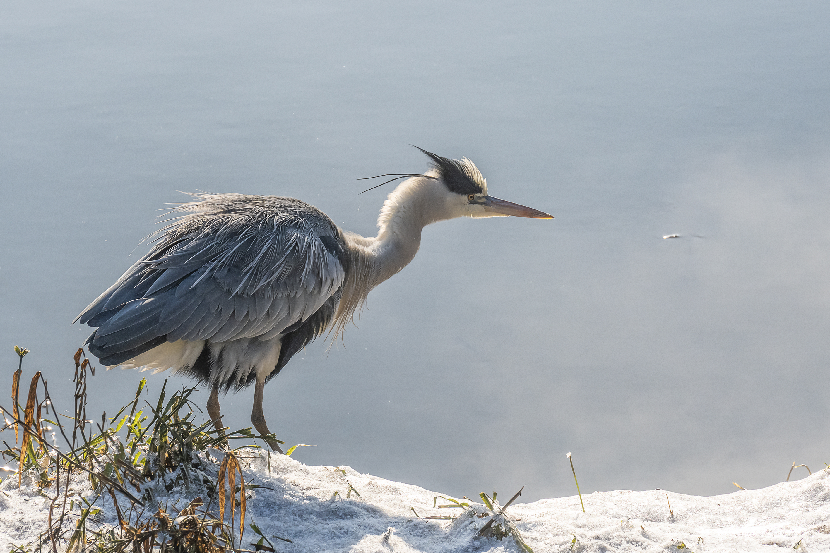 blauwe-reiger