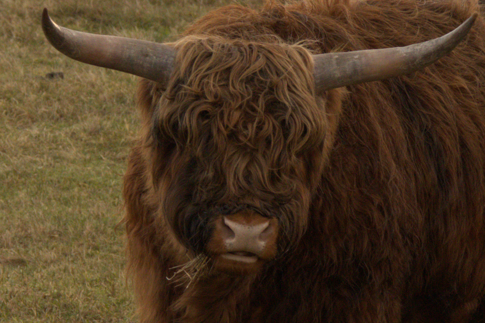 mooie-kop-de-kappers-zijn-nog-steeds-dicht