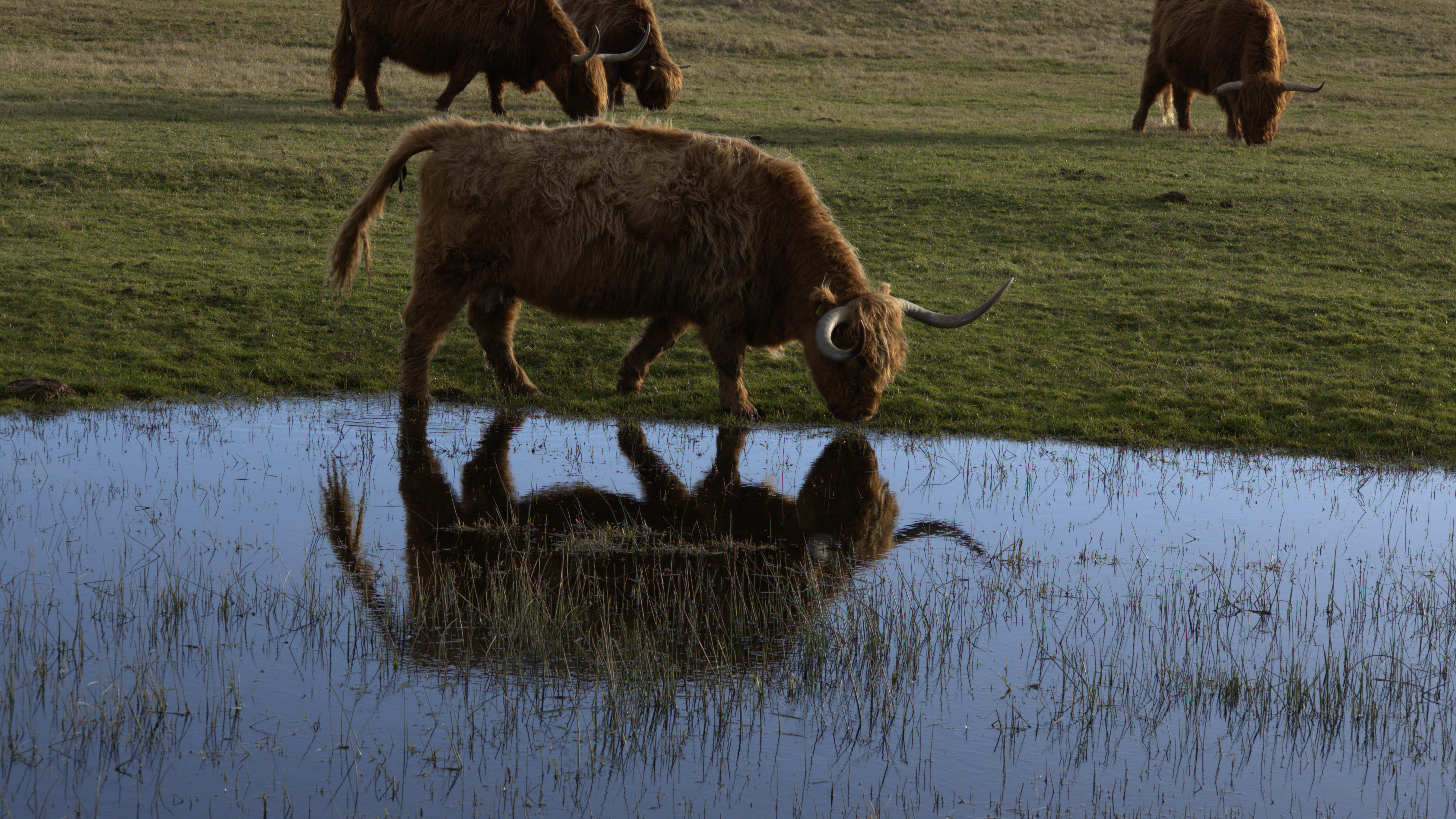 dorstige-schotse-hooglander