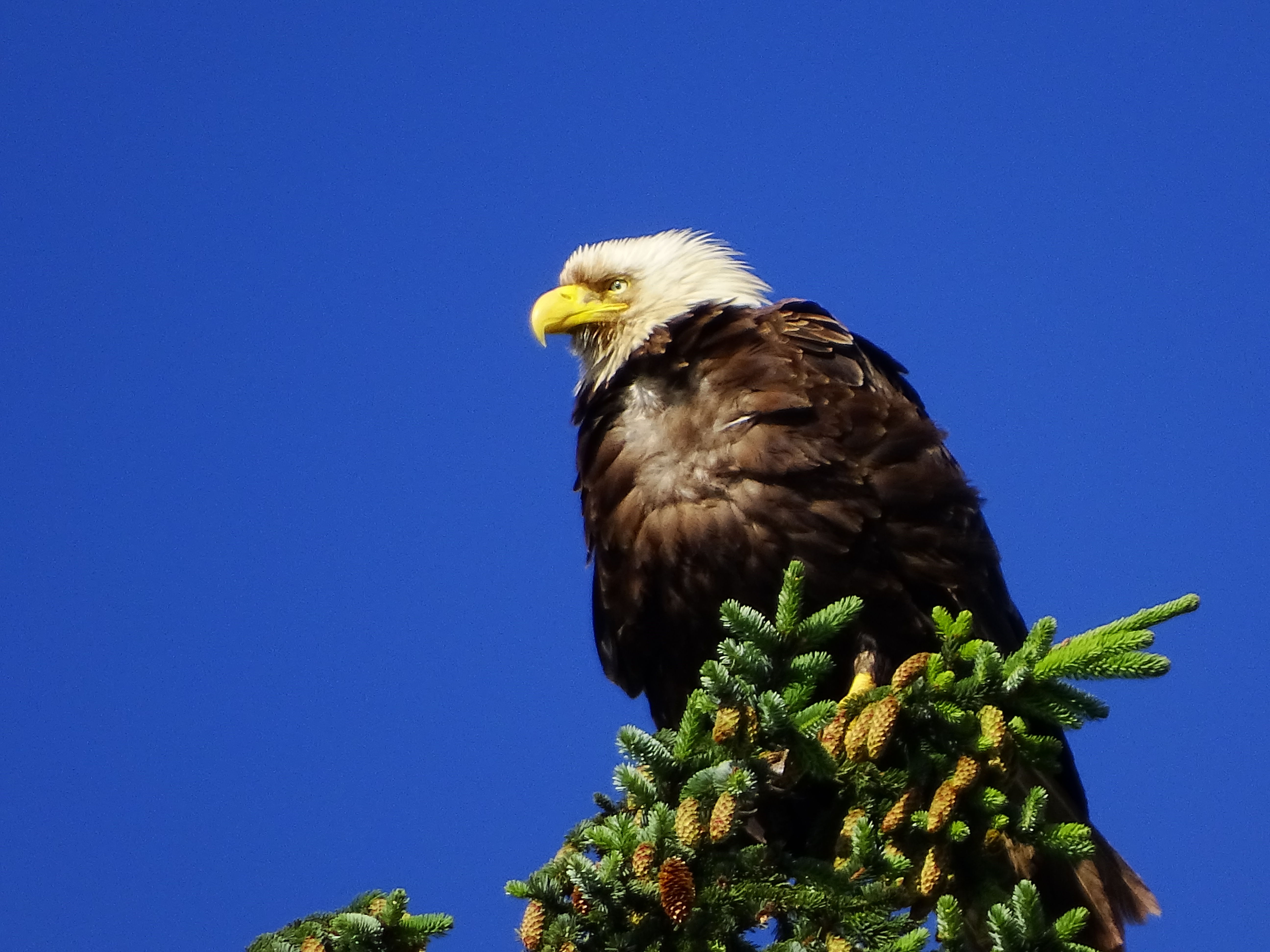 bald-eagle-alder-bay-canada
