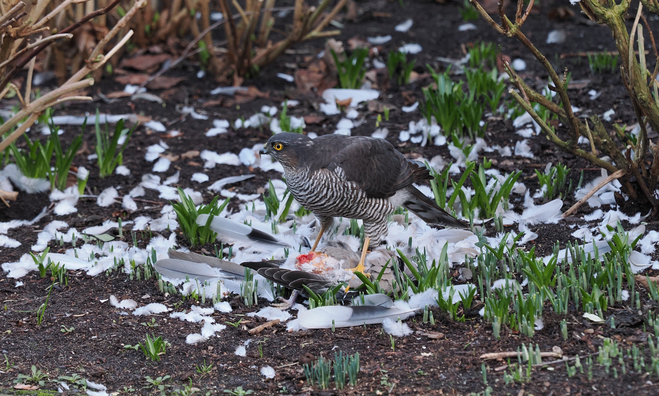sperwer-aan-de-lunch