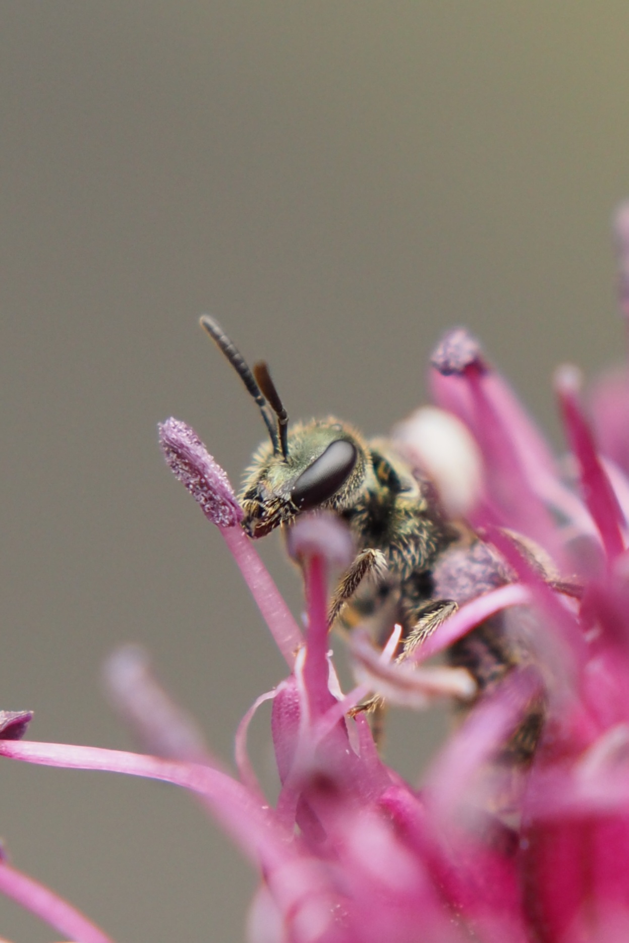 insect-in-een-allium