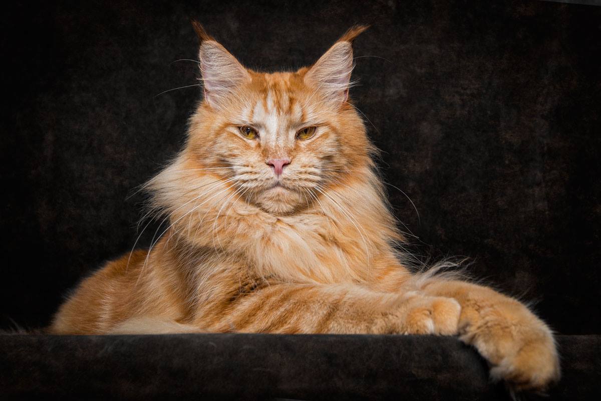 majestueuze-fotos-van-de-maine-coon