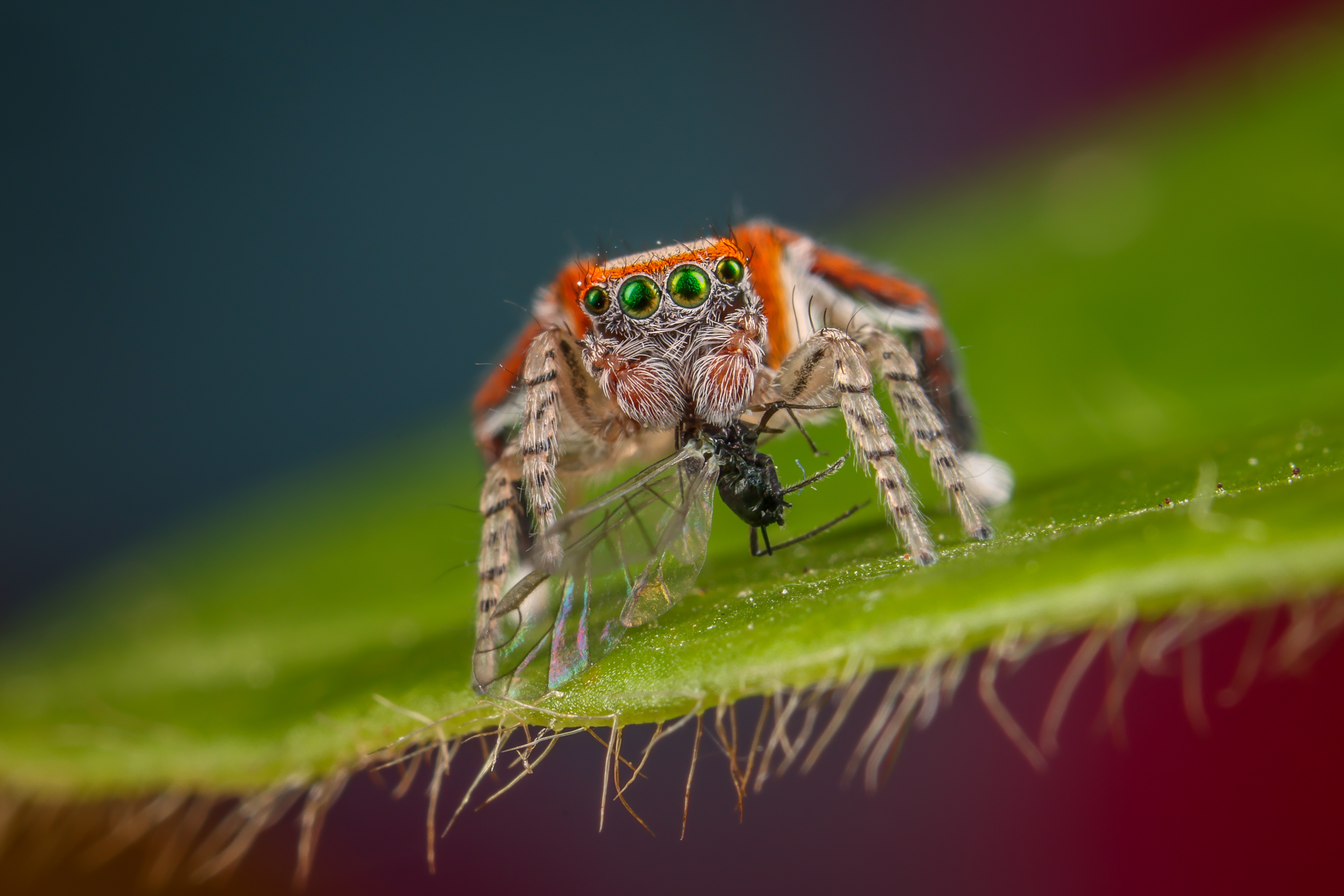 zeldzame-saitis-barbipes-springspin-0