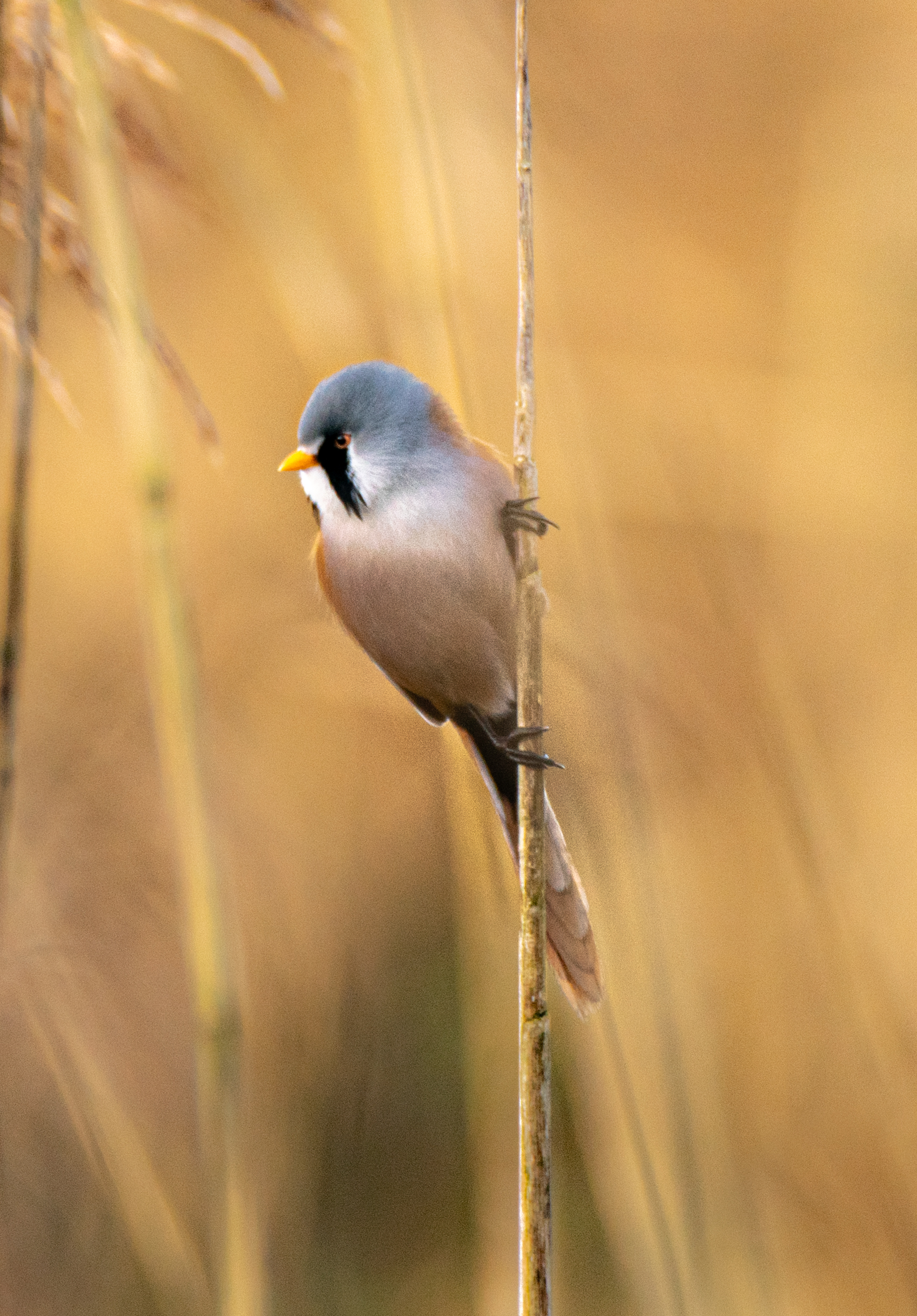 mijn-1e-baardmannetje