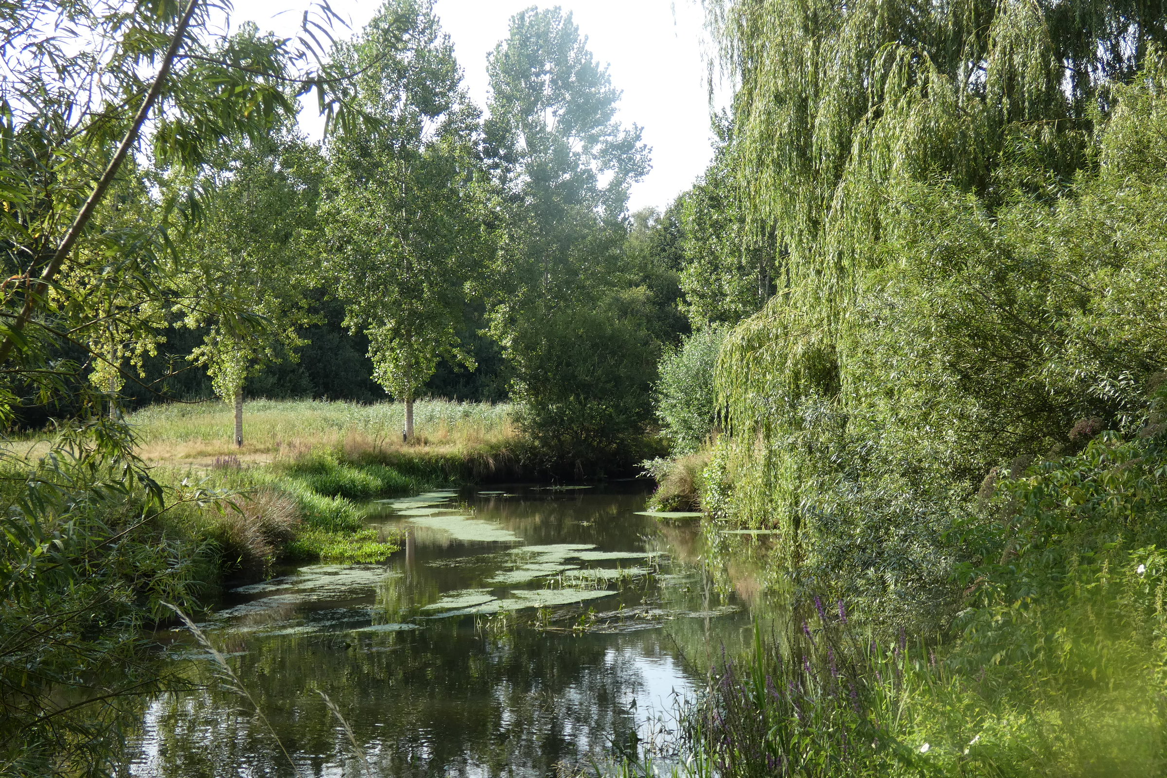 groene-dommel