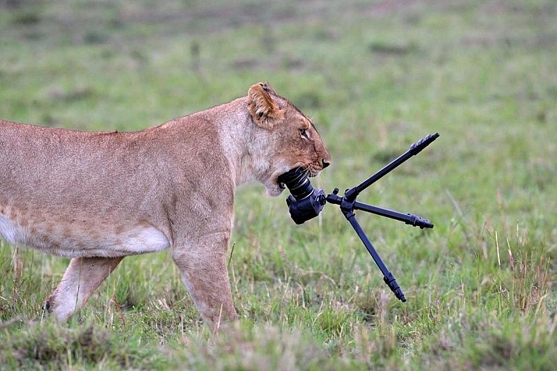 leeuw-vs-canon-eos-40d-wie-wint