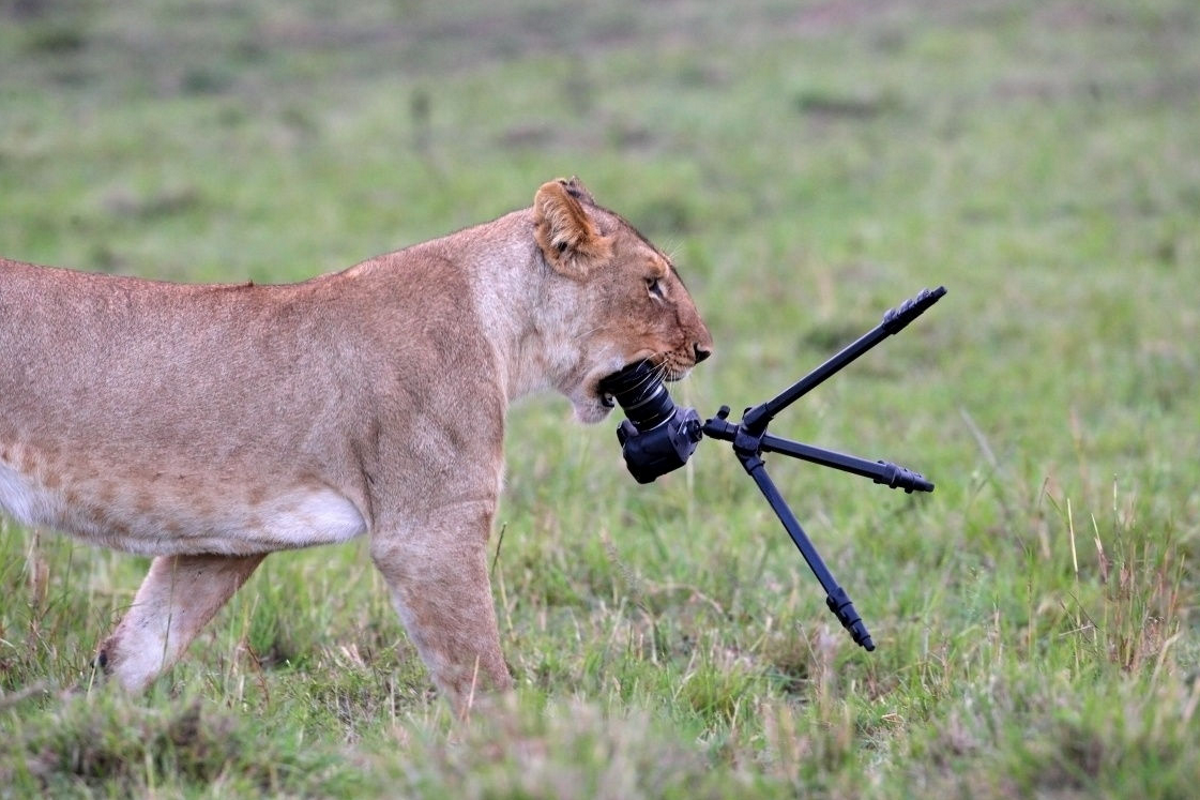 leeuw-vs-canon-eos-40d-wie-wint