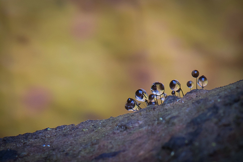 langstelig-kroeskopje