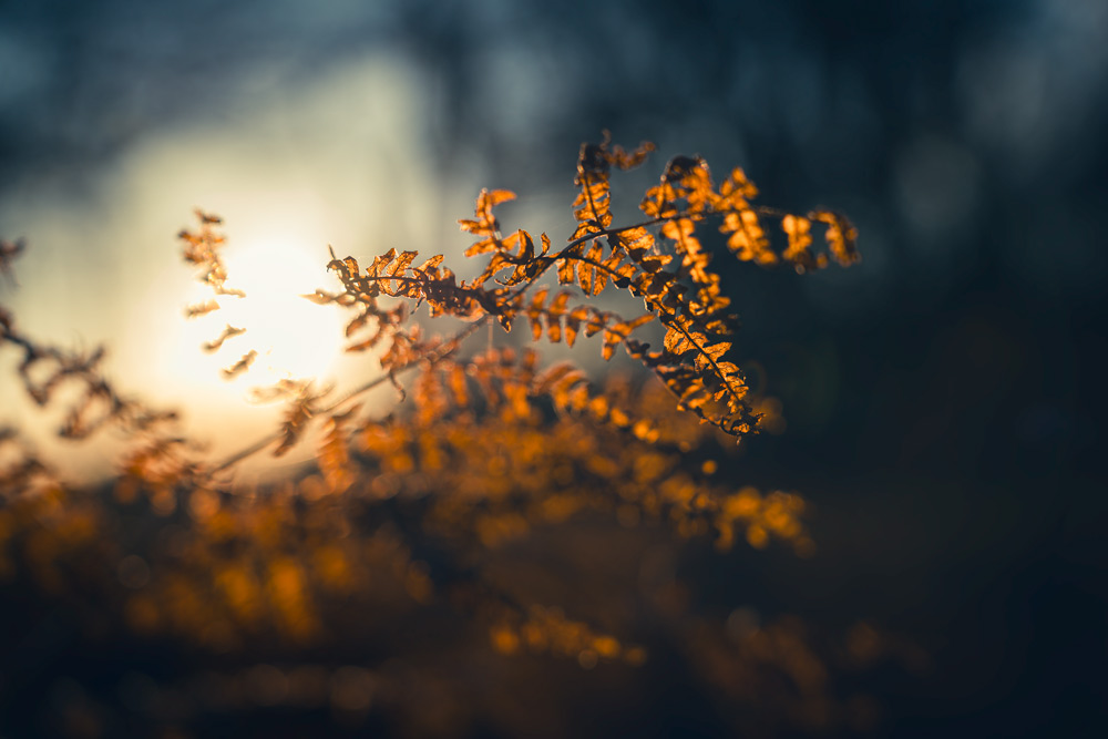 where-the-light-descends