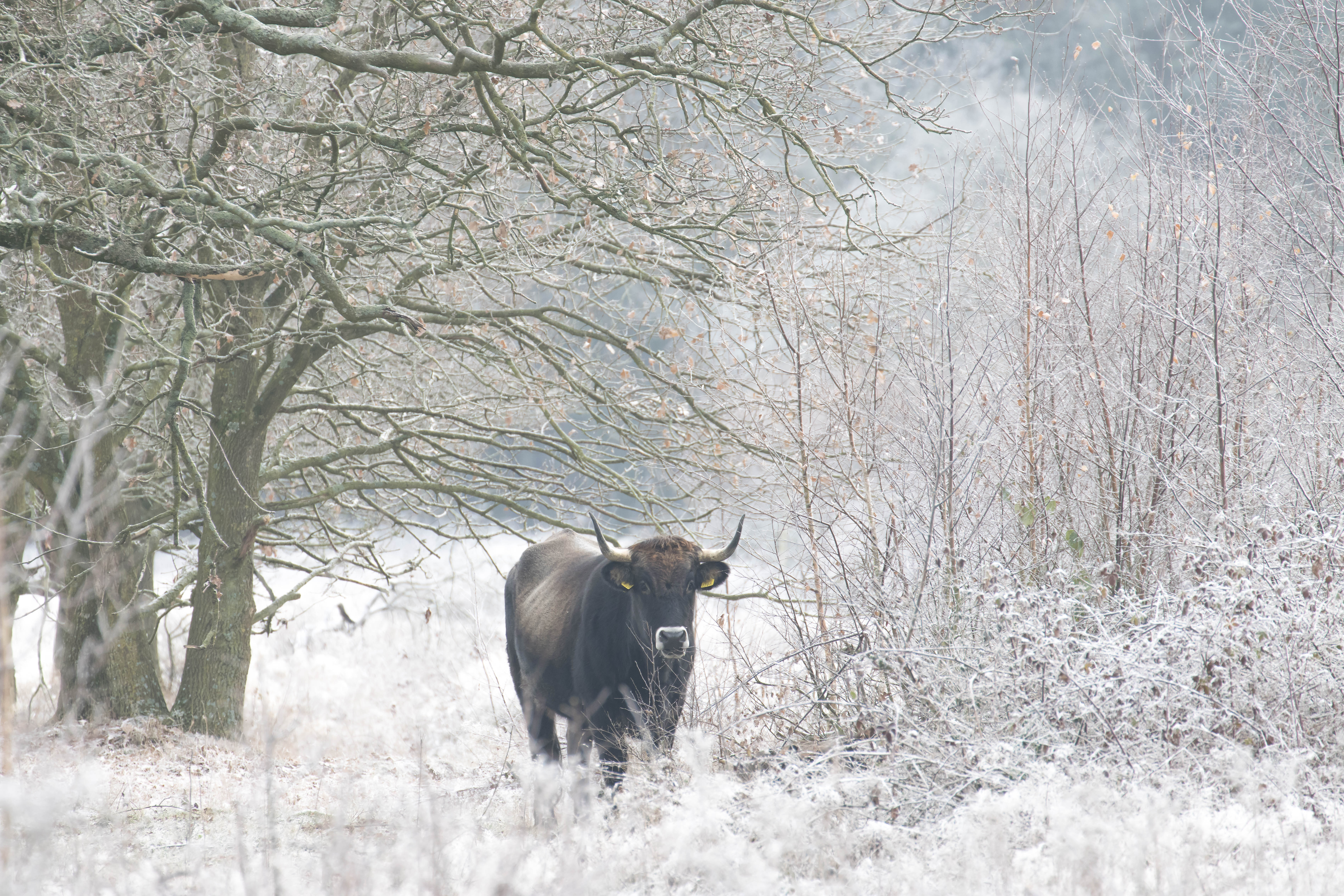 tauros-in-bevroren-bos