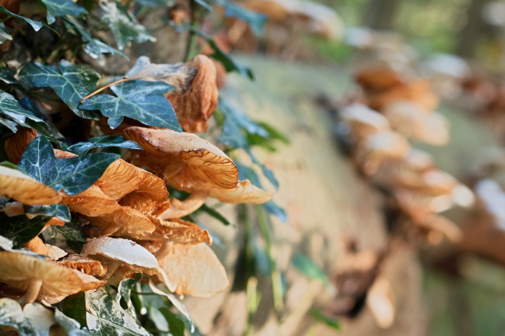 liggende-boom-met-paddenstoelen