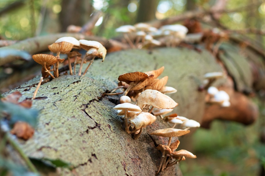 boom-met-paddenstoelen