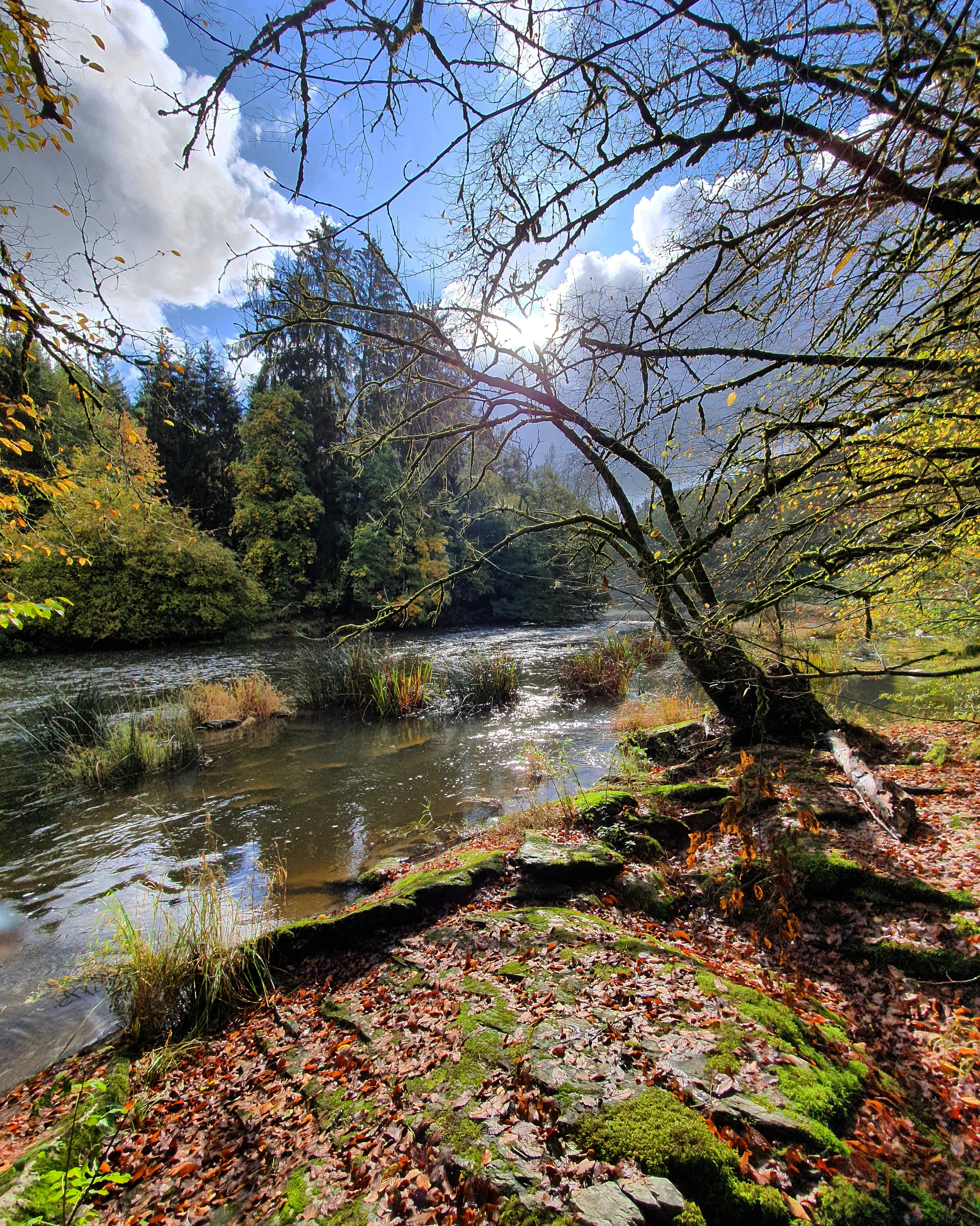 rivier-in-de-ardennen