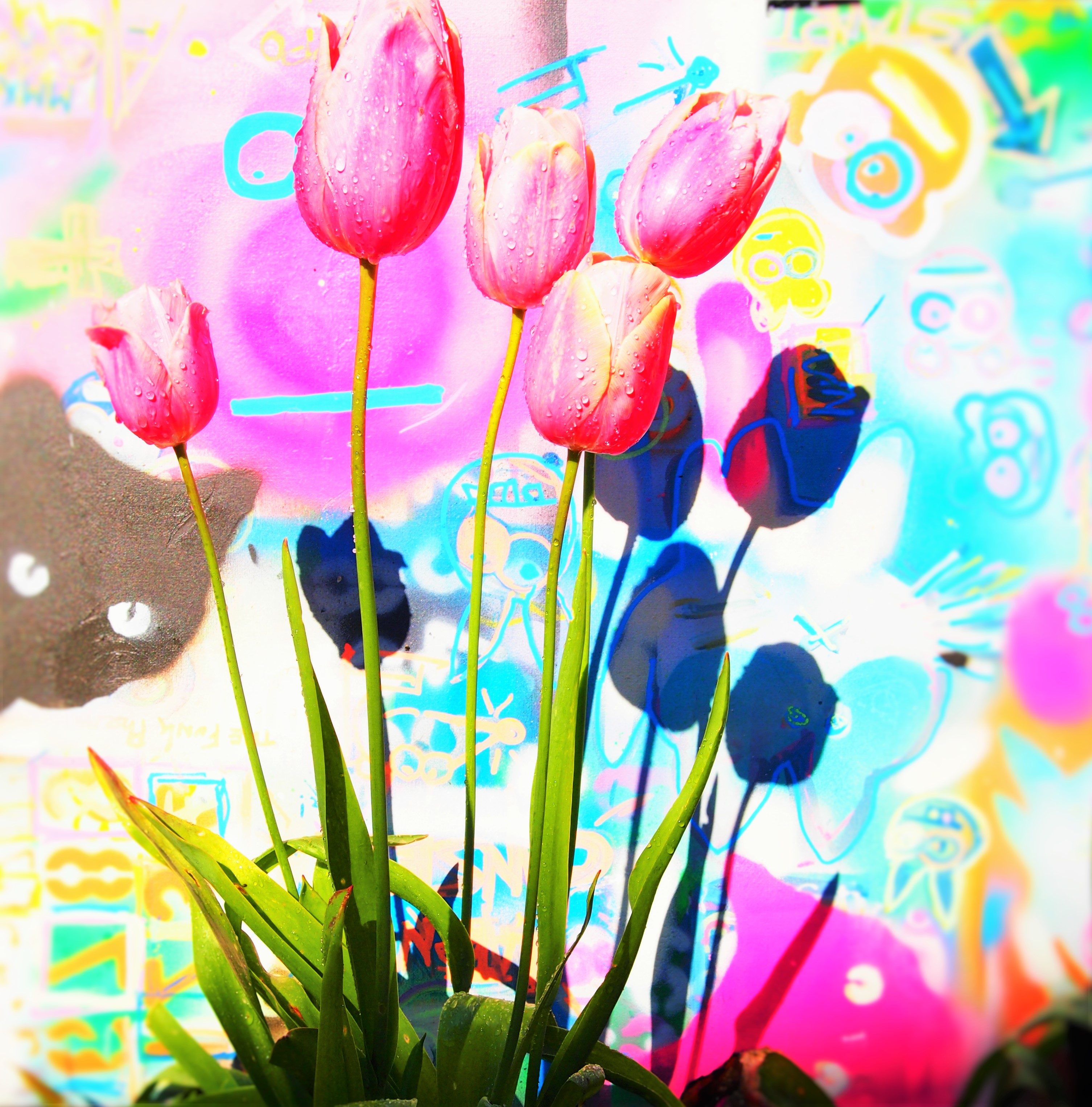 blooming-tulips