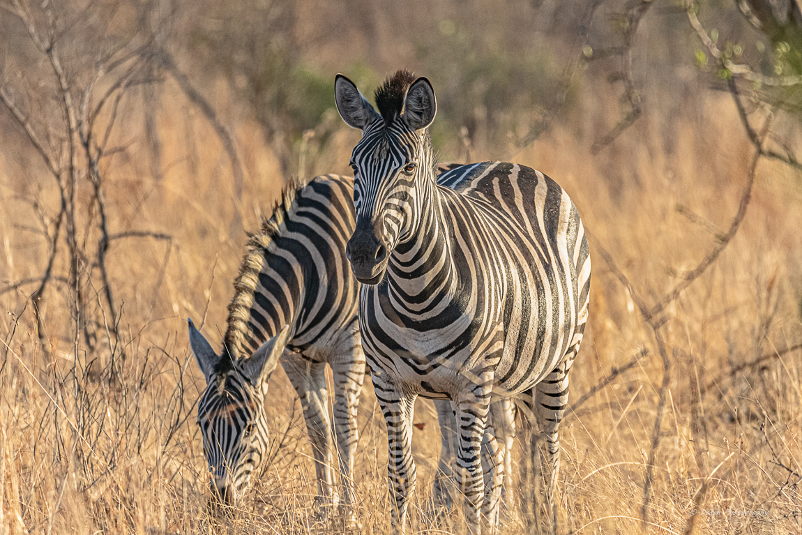 zuid-afrika-kruger-park