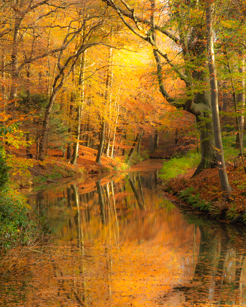 herfst-kleuren-in-het-bos