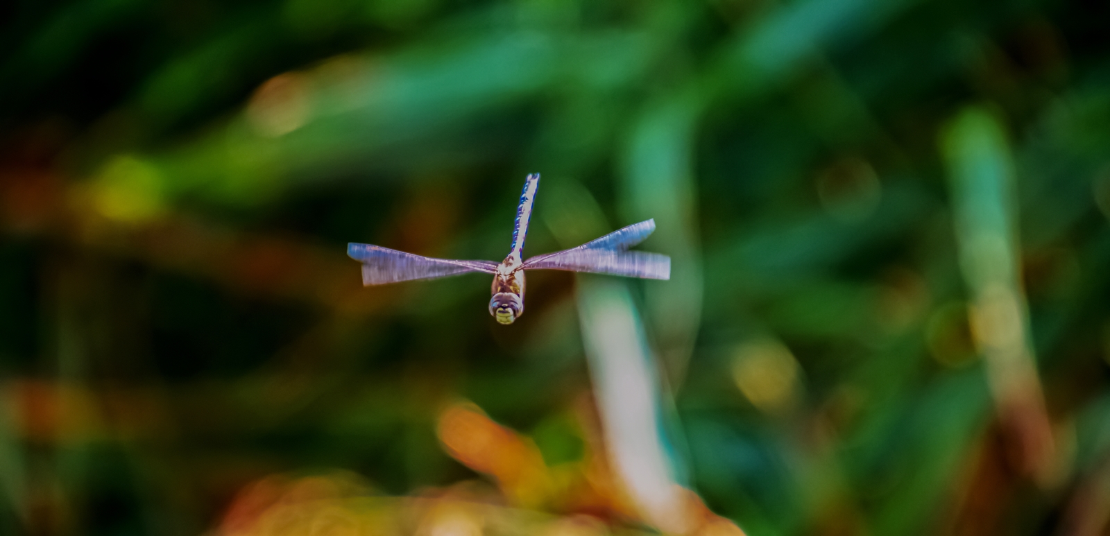 vliegende-libelle