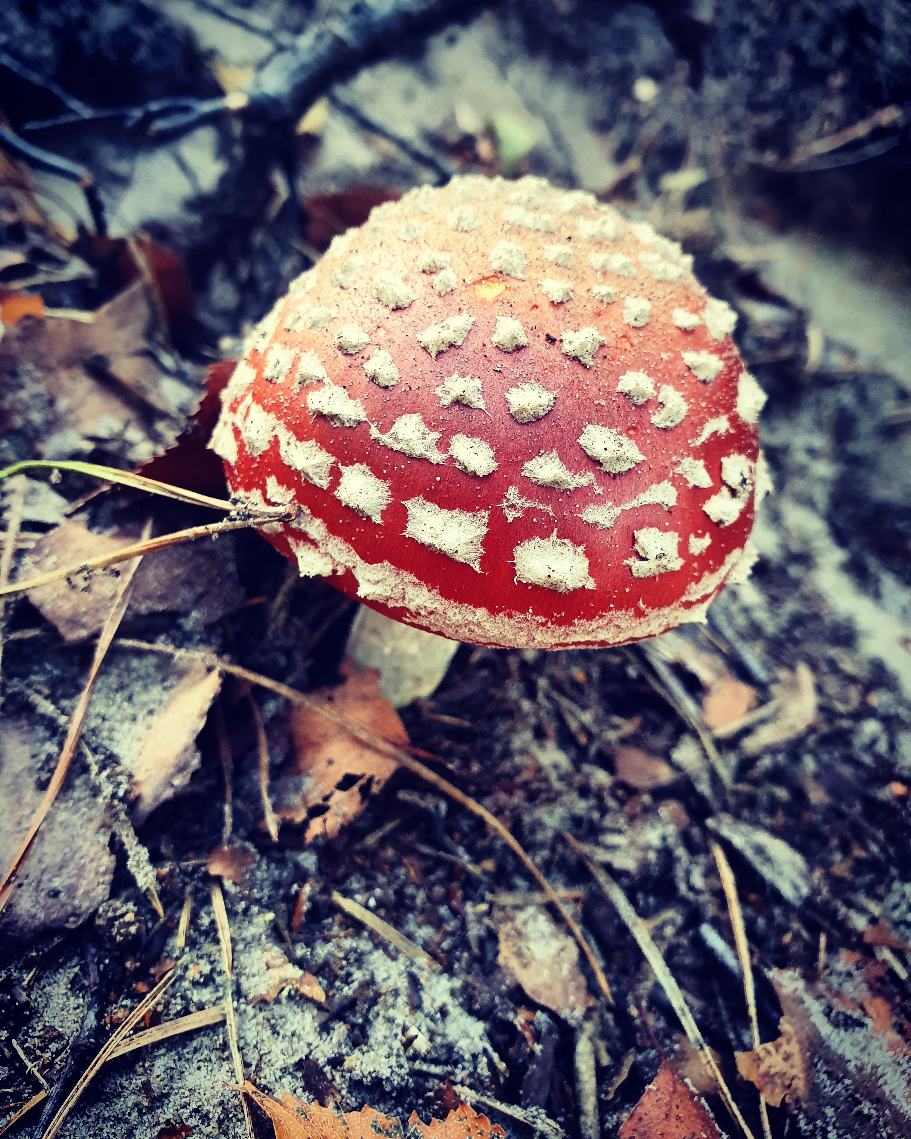 op-een-grote-paddestoel