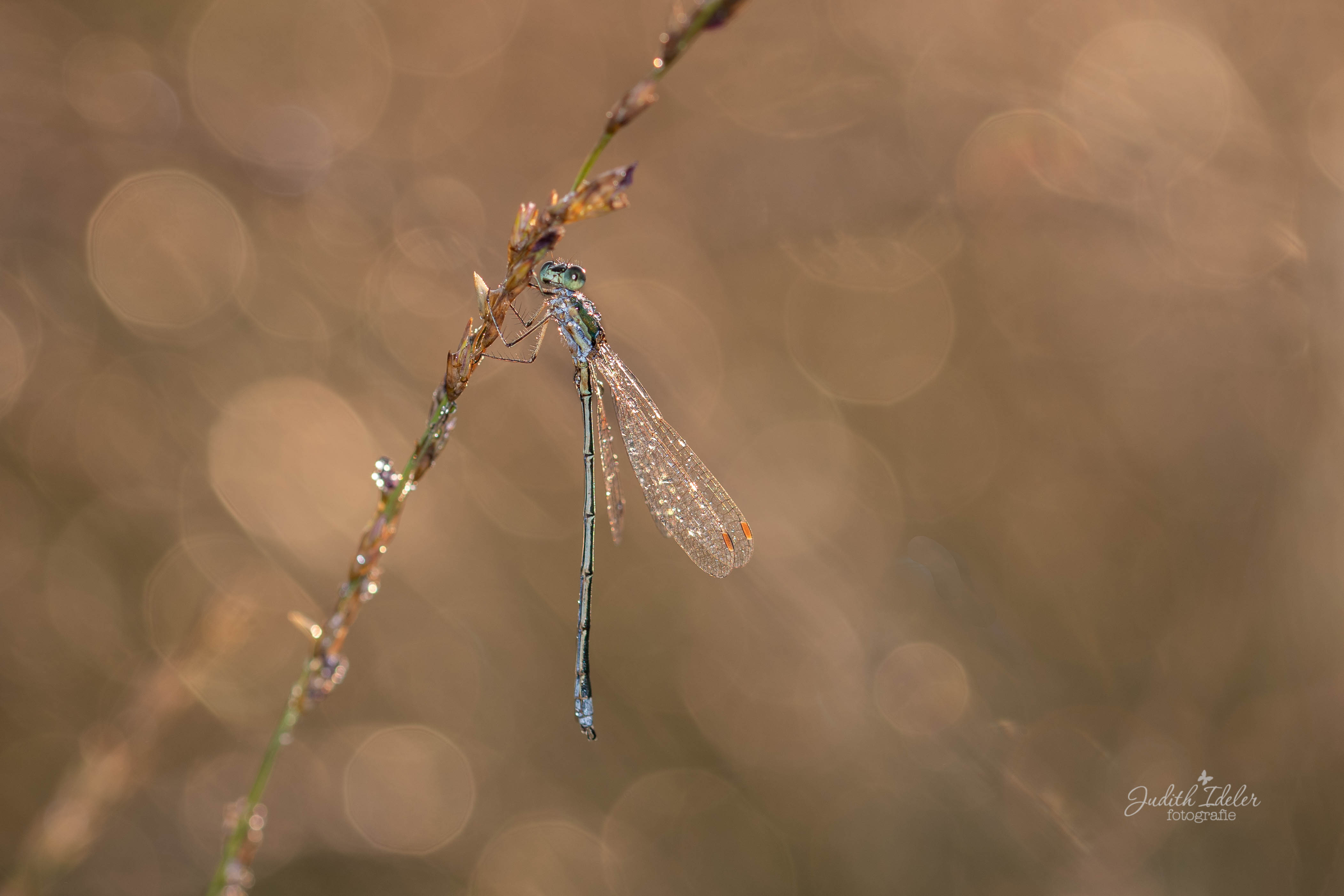 houtpantser-juffertje