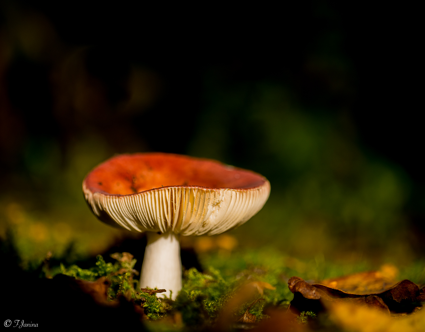 russula