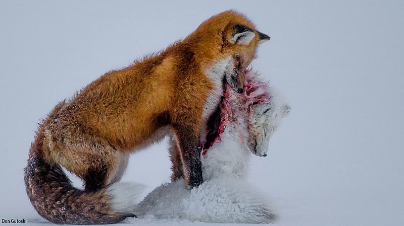expositie-wildlife-photographer-of-the-year-in-naturalis