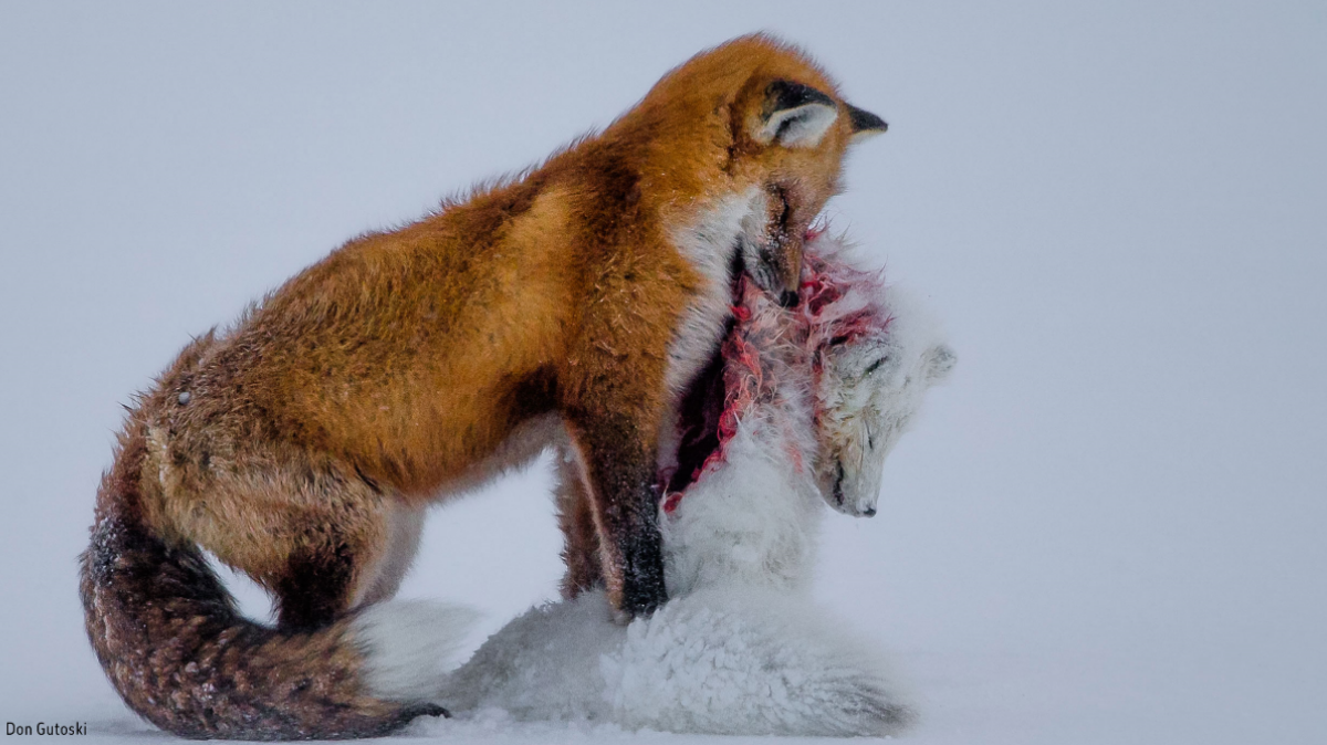expositie-wildlife-photographer-of-the-year-in-naturalis