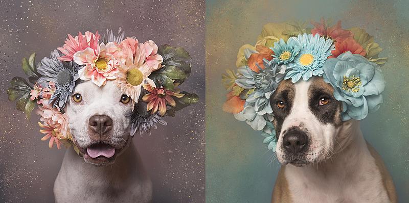 fotografe-zet-zich-in-voor-pitbulls