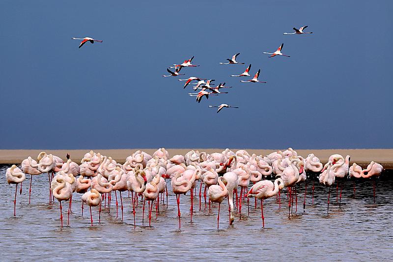 flamingos