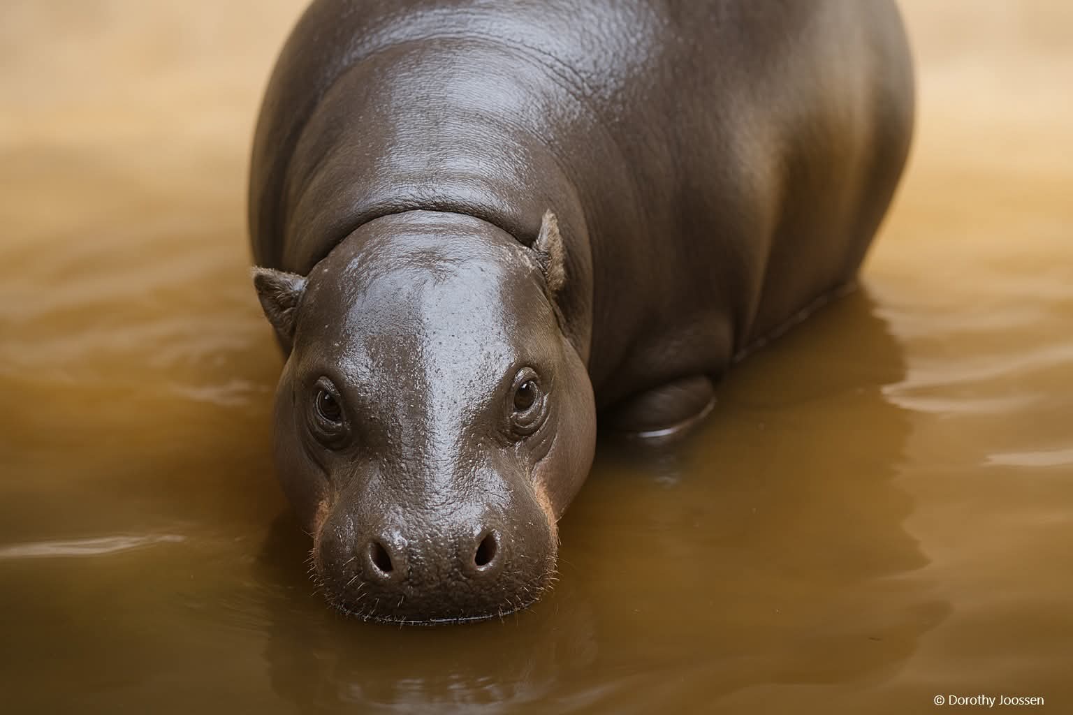 dwergnijlpaard