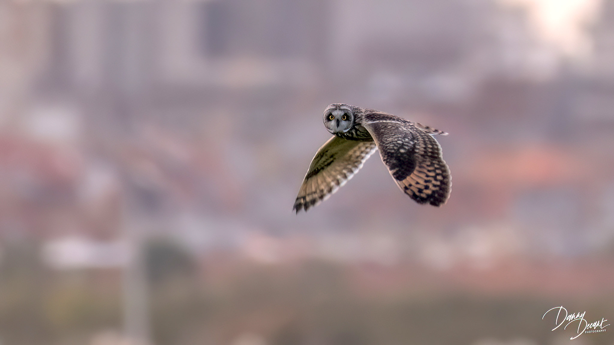 velduil-bij-zonsondergang