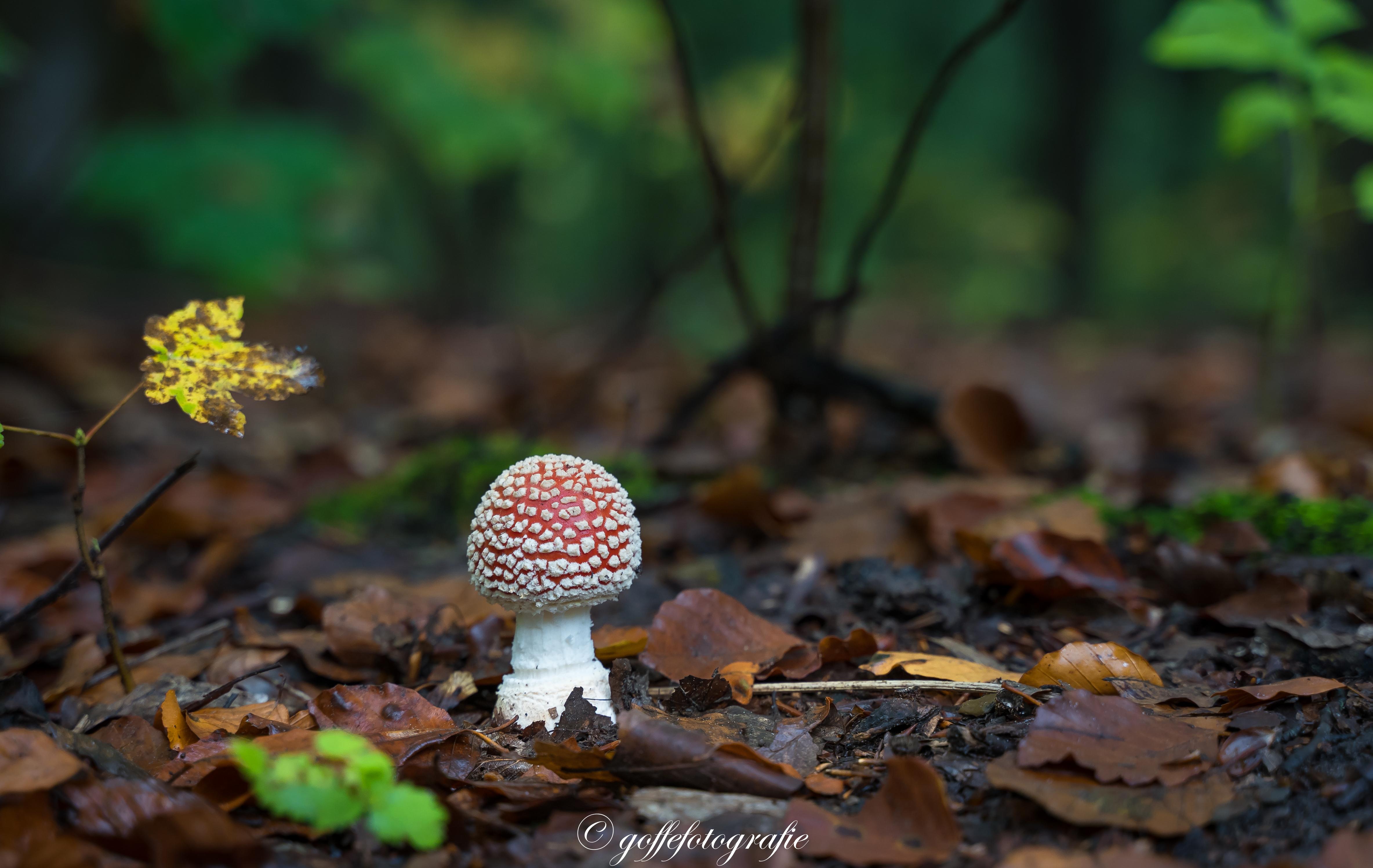 herfst-in-het-waterloopbos