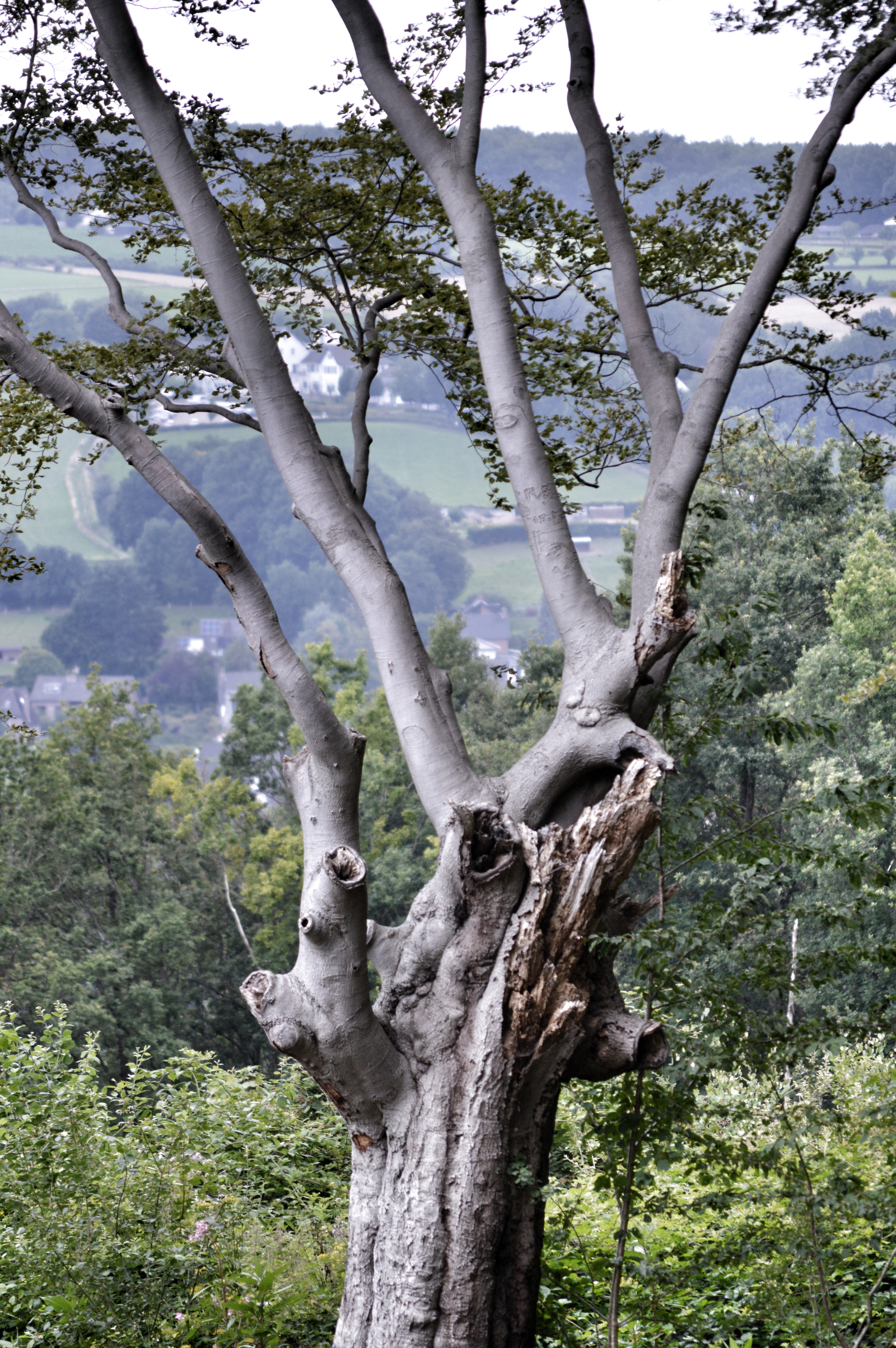 limburg-hoogste-bos-nederland