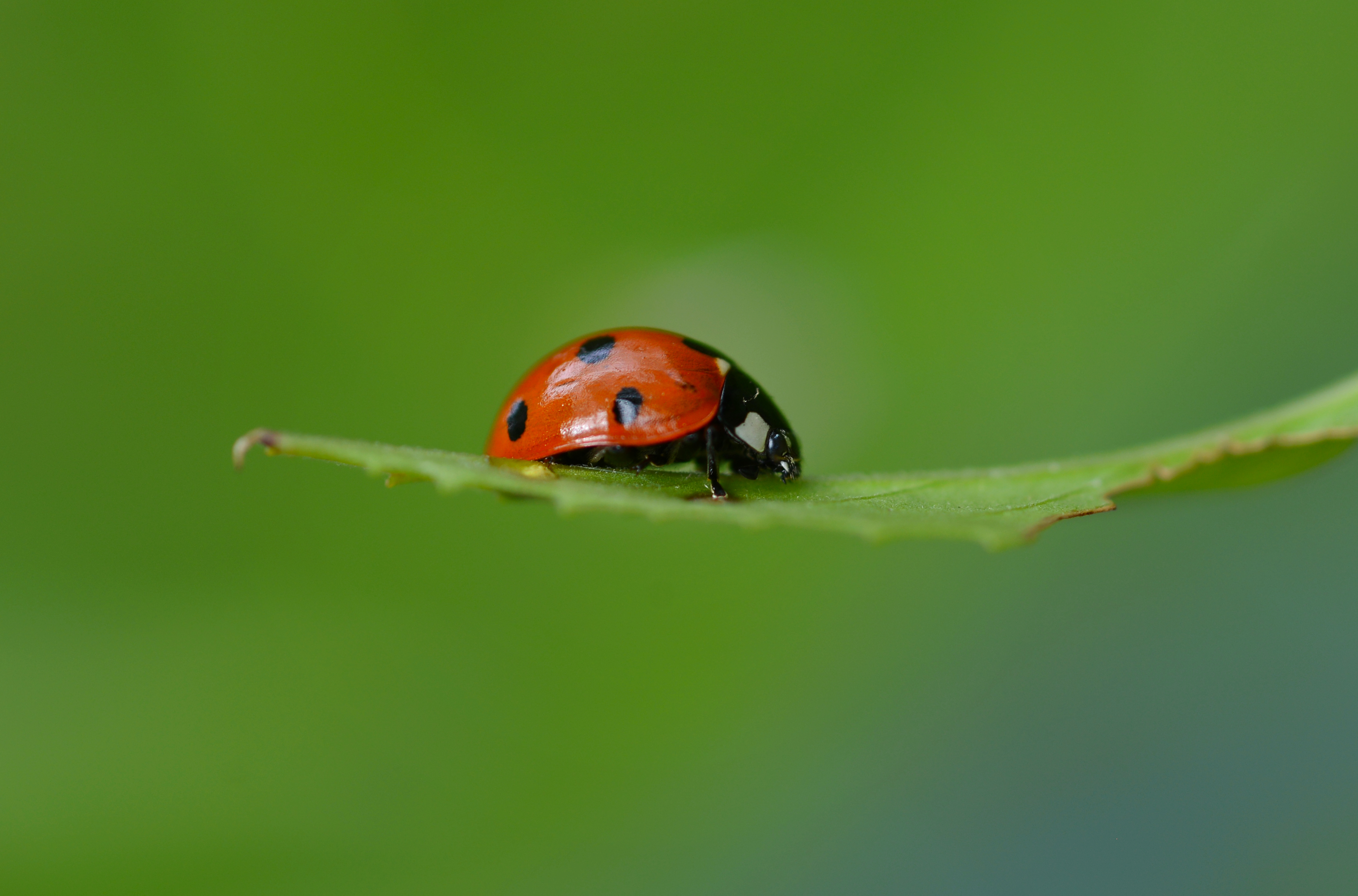 ladybugs-adventures