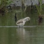 juveniele-gekraagde-roodstaart