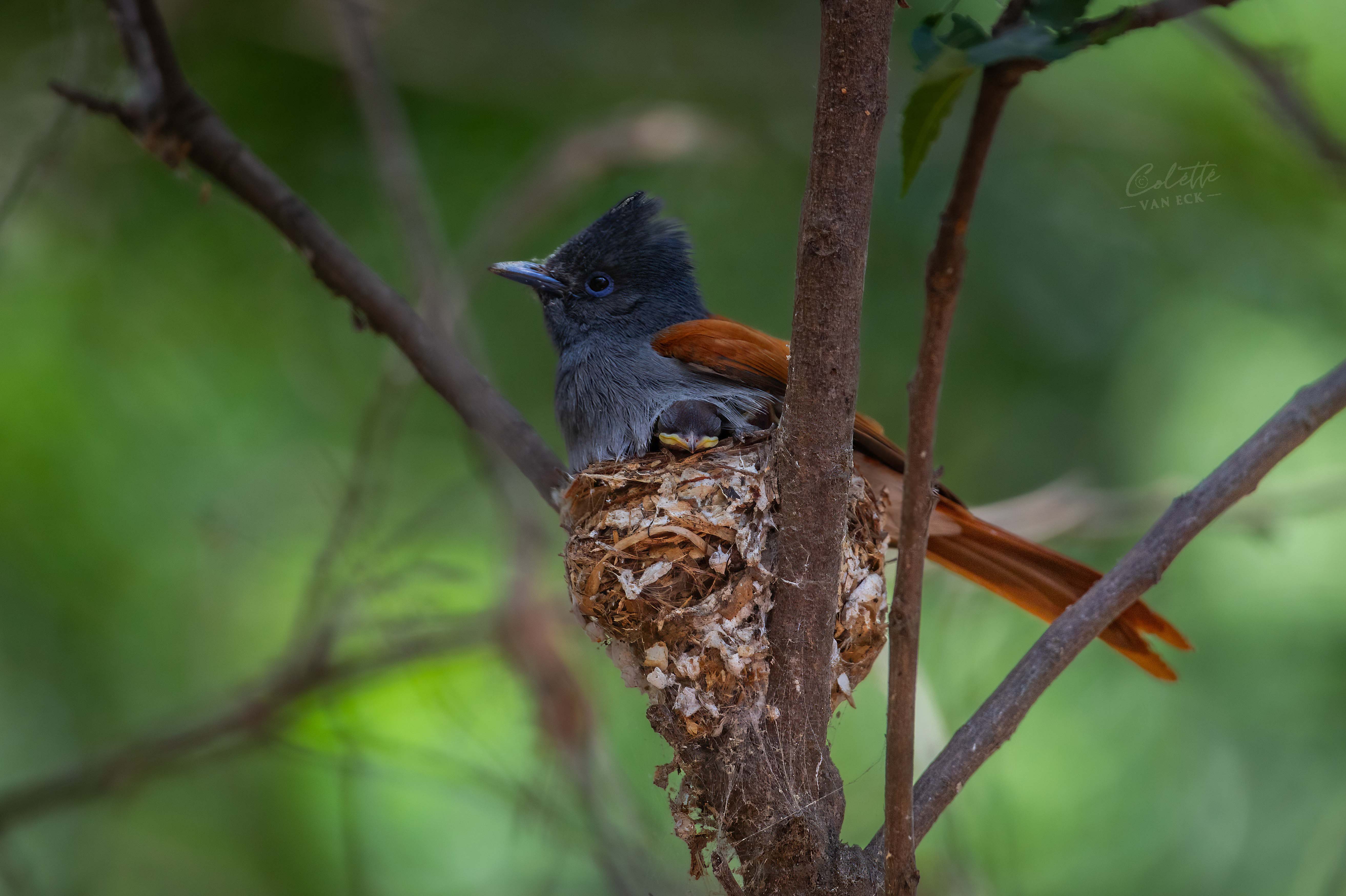 onder-moeders-vleugel