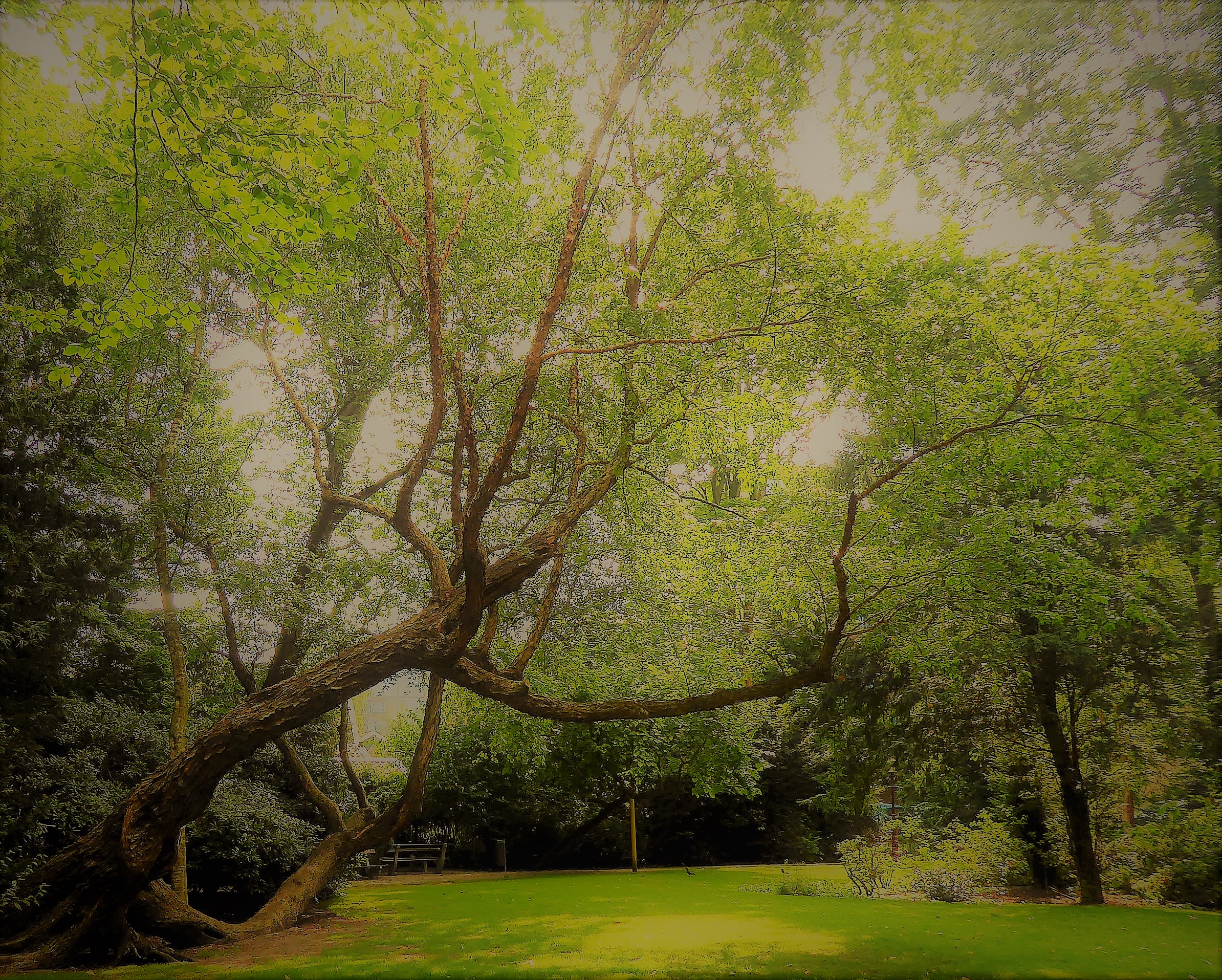 boom-in-park-maastricht