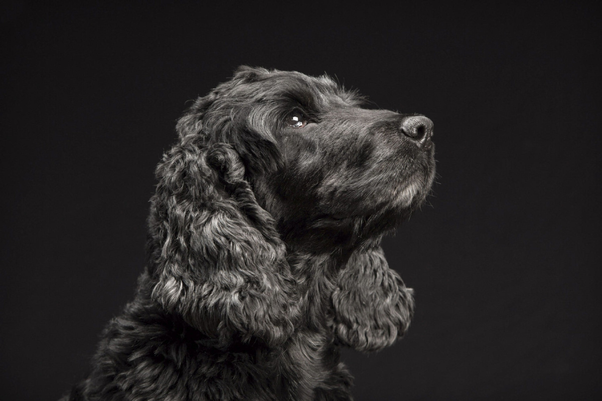 the-black-dog-syndrome